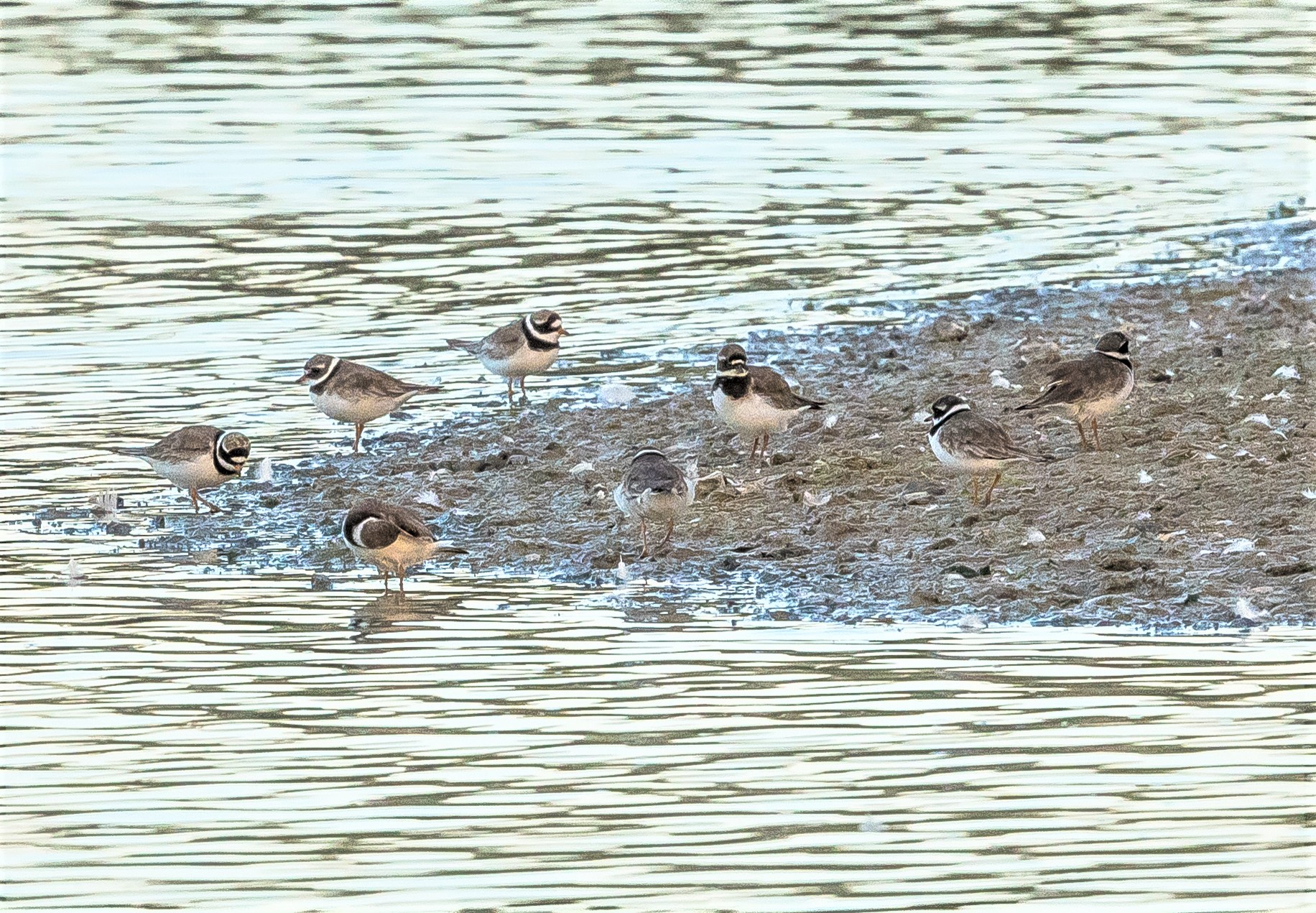 Herts Bird Club 2022RingedPloversWilstoneIWilliams18Aug